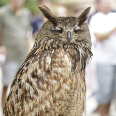 Upper body of an real owl (bubo bubo) with its eyes closed