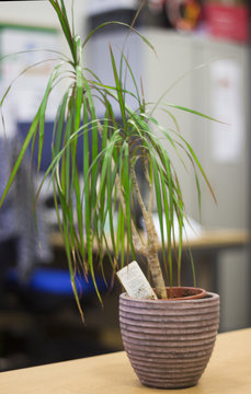 Potted house plant in an office
