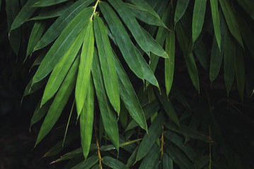 Naklejka premium Low key bamboo leaves background, The leaves are beautiful detail.