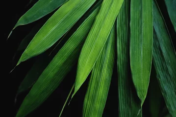 Foto auf Acrylglas Bambus Zurückhaltender Bambus verlässt Hintergrund, die Blätter sind schöne Details.
