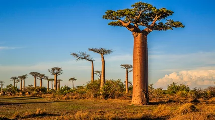 Poster Im Rahmen Schöne Baobab-Bäume bei Sonnenuntergang an der Allee der Baobabs in Madagaskar © vaclav
