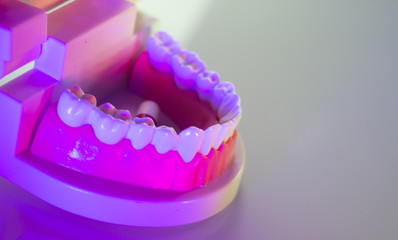 Dental teeth dental model