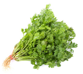 fresh coriander leaves on white background