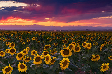 A Vivid Colorado Sunflower Sunset