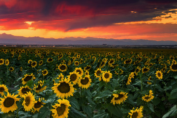 Obraz premium A Sunflower Sunset In Colorado