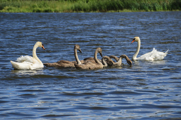 Family of swan birds - two parents and five children swimming on the water