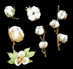 Cotton flower watercolor illustration, hand painted watercolor clipart, wedding invitations, birthday cards, thank you cards, bridal shower, logos, menus, beautiful flower