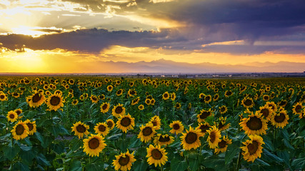 Golden Hour Across The Sunflower Fields