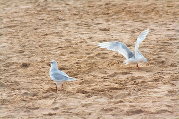 seagulls walk on the sand at the beach