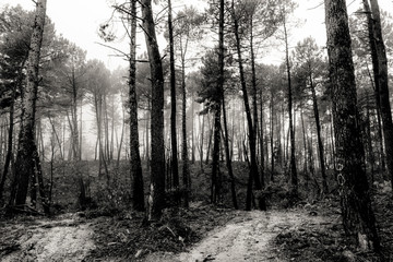 Forest in the Cévennes, in the south of France