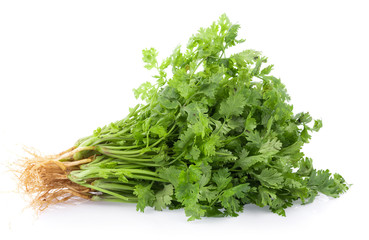 fresh coriander leaves on white background