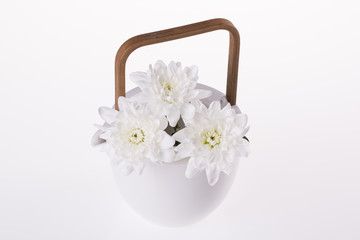 White chrysanthemum in a white teapot on a white background