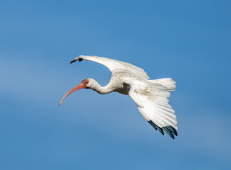 Obraz premium Flying White Ibis