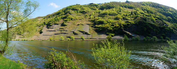 Moseltal bei Starkenburg Panorama mit kleinen steilen Weinbergen
