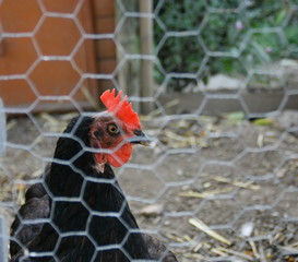 poule noire derri&egrave;re grillage dans le poulailler 