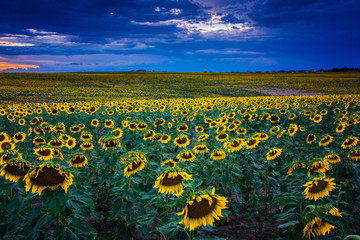 Fototapeta premium Sunflowers At Blue Hour