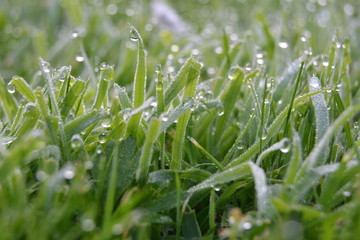 Green grass and peas in a pod