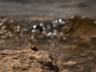 ladybug on a rock