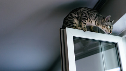 Bengal cat looking out of the window