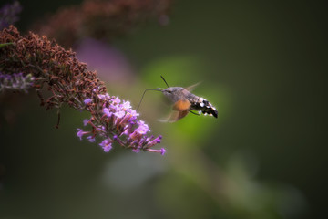 Moro sphinx en vol stationnaire