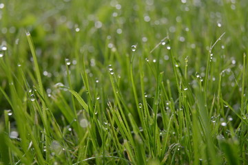Green grass and peas in a pod