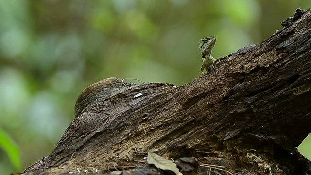 lizard on the stump hunting 
