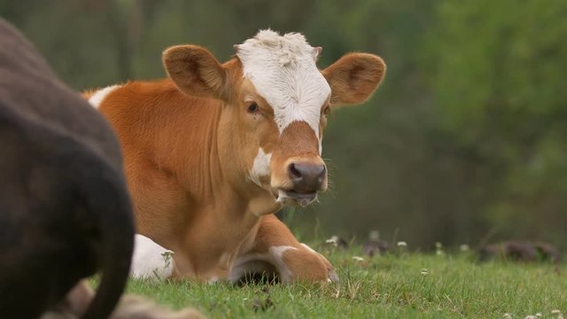 Cattle re-chewing food