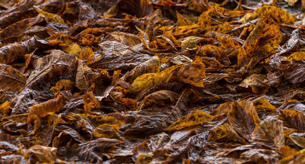 Nasses Laub einer Kastanie