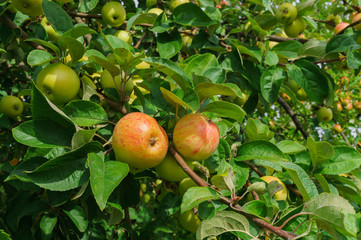 fresh, apples of a new crop on the branches in the garden.