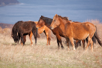 Herd of wild horses on the field