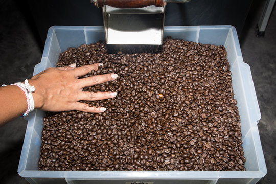 Workers are testing a temperature of coffee beans in factory