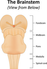 The Brainstem