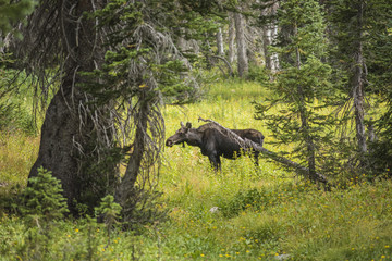 Fototapeta premium Moose standing by summer yellow wildflowers in a pine tree forest at Albion Basin, Salt Lake City, Utah