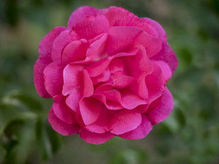 Pink Rose on green background