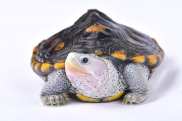 Fototapeta premium Ozdobny żółw romański, Malaclemys terrapin macrospilota