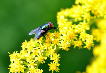 Schmeißfliege auf gelber Blüte