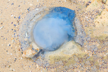 Dead jellyfish buried in the sand. The tide