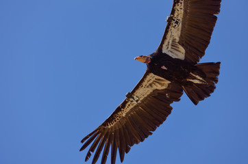 American Condor spotted above Route 1 (SR 1) near Big Sur, California, USA.