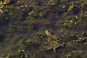 Small Turtle in Aquatic Garden