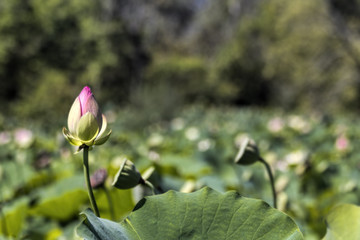 Lotus Flower Stands Out in Aquatic Garden