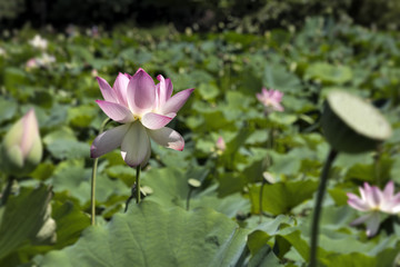 Pink Lotus Flower in Aquatic Garden