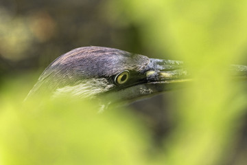 Closeup on Great Blue Heron Fishing