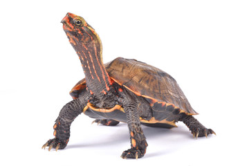 Fototapeta premium Ryukyu Black-breasted Leaf Turtle, Geoemyda japonica