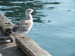 Young gull in Loctudy in france