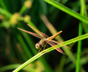 dragonfly