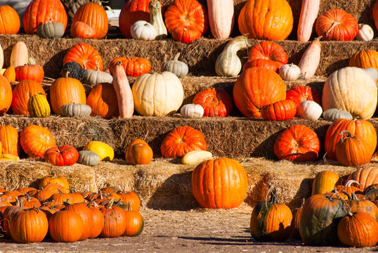 Rows of pumkins for sale before Halloween.
