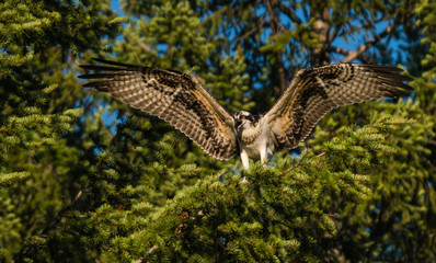 Osprey with Extended Wings