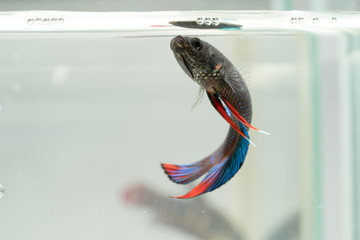 Movement of betta siamorientalis.