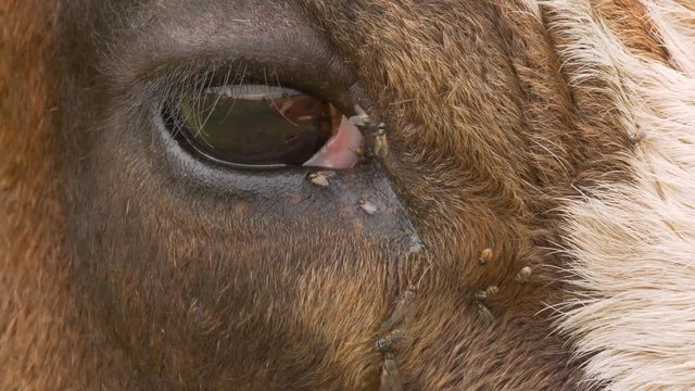 Cattle annoyed by flies