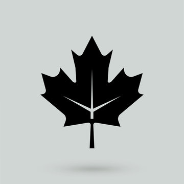 Maple Leaf vector icon.